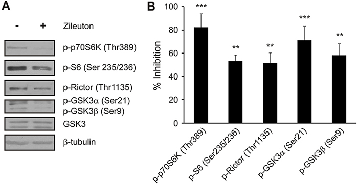Role of LOX-5 metabolites in ACSL4 effects on the mTOR pathway.
