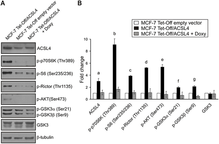Validation of ACSL4 effects on the mTOR pathway in MCF-7 cells.