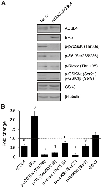 ACSL4 effects on the mTOR pathway in MDA-MB-231 cells.