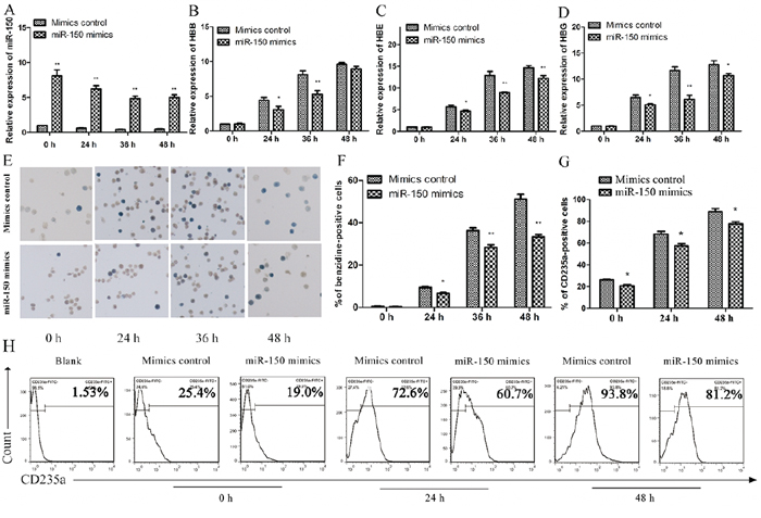 Overexpression of miR-150 inhibits hemin-induced erythroid differentiation of K562 cells.