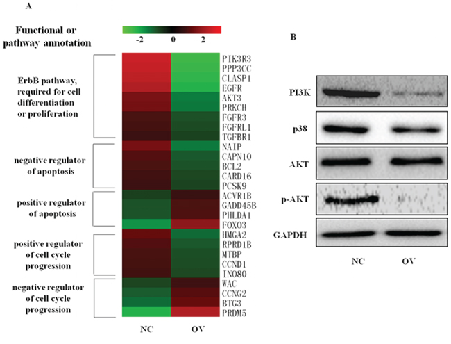 Overexpression of miR-150 changes gene expression profiles, including cell cycle regulators and genes involved in ErbB signaling and apoptosis.