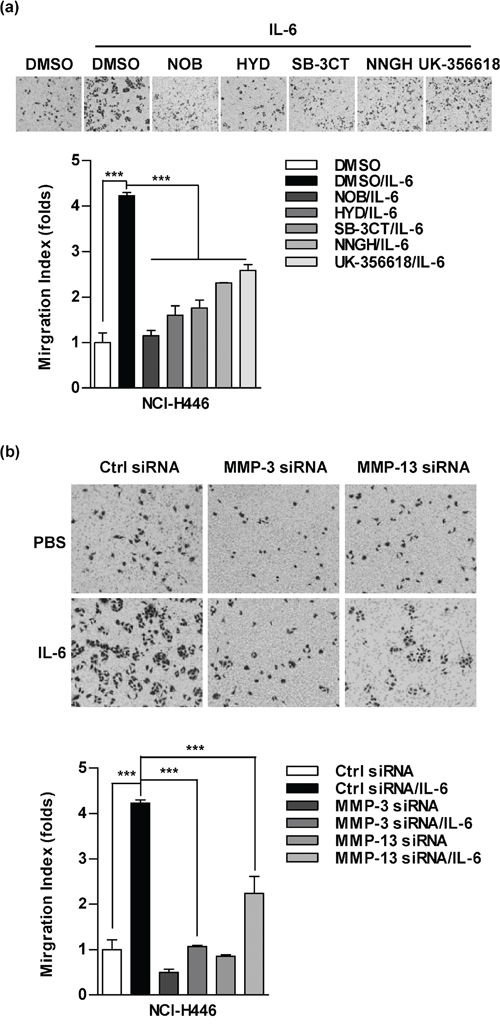 MMPs are involved in interleukin 6 (IL-6) increasing cell migration in lung cancer cells.