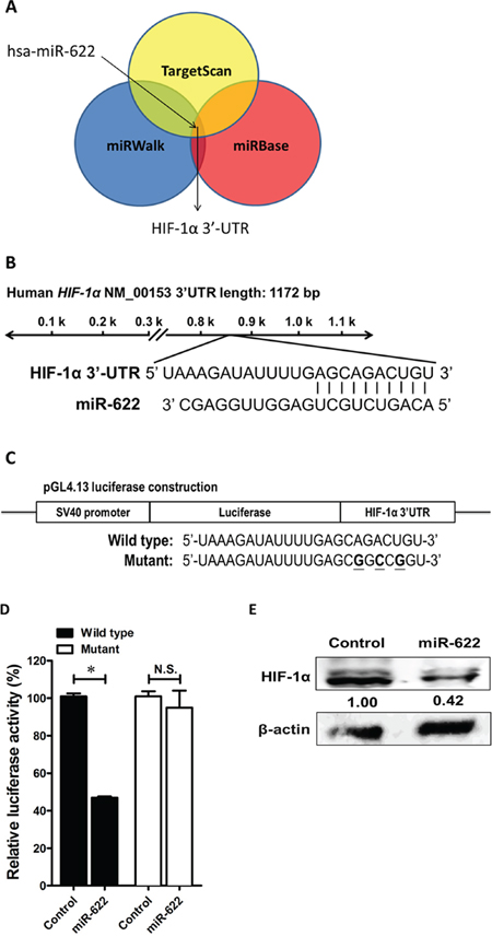HIF-1&#x03B1; is a direct target of miR-622.