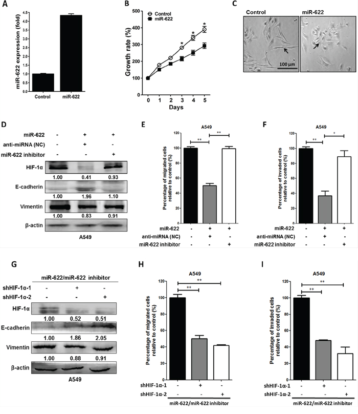 Overexpression of miR-622 inhibits the migration and invasion via repression of HIF-1&#x03B1; in lung cancer cells.