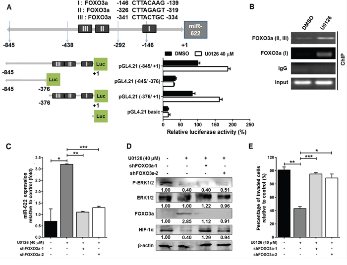 Expression of the miR-622 gene is activated by FOXO3a.