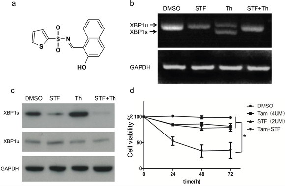A novel IRE1/XBP1 inhibitor STF-080310 can block XBP1 splicing and restore tamoxifen sensitivity in vitro.