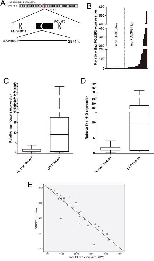 Abnormal linc-POU3F3 expression is associated with CRC.