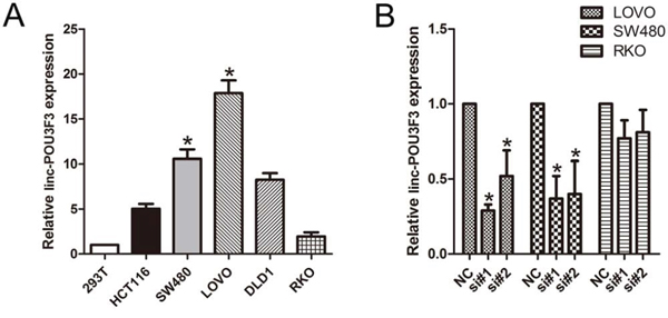 Knockdown of linc-POU3F3 levels in CRC cells.