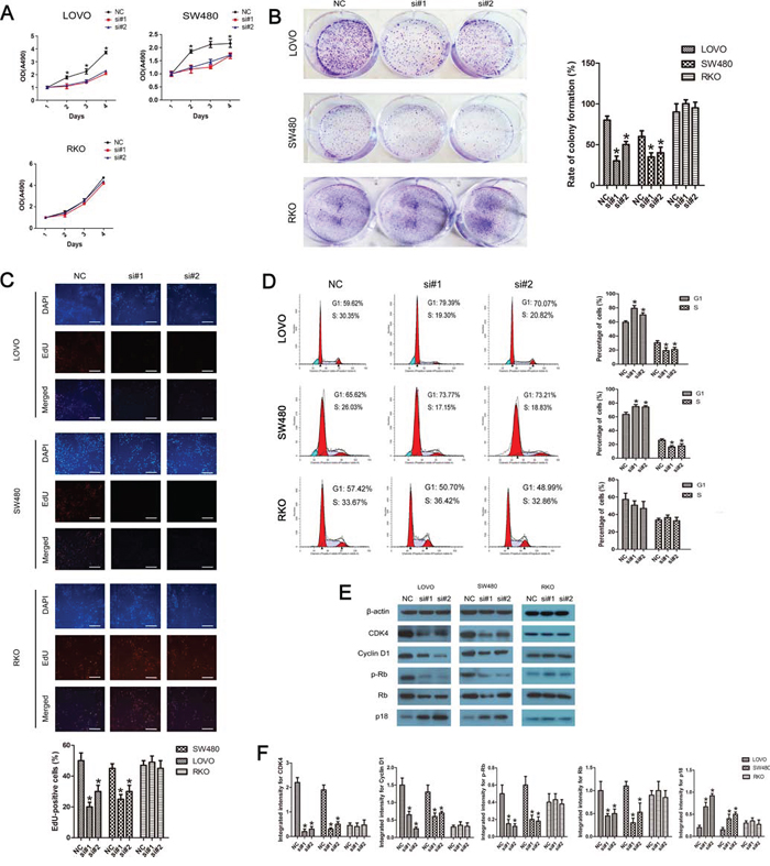 Linc-POU3F3 knockdown inhibited the proliferation of CRC cells via cell cycle arrest.