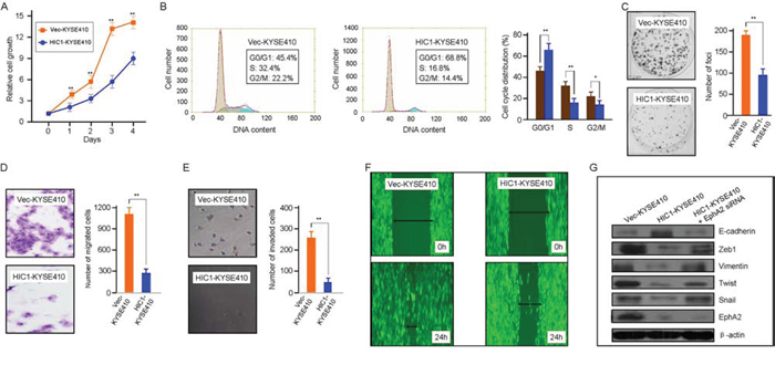 Tumor-suppressive function of HIC1 in ESCC cells.