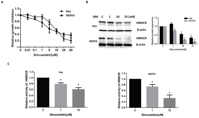 Simvastatin inhibited the growth of ovarian cancer cells and HMGCR activity.