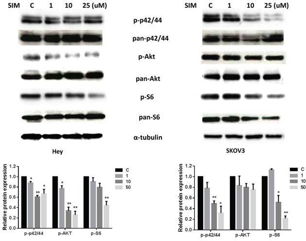 Simvastatin inhibited MAPK and AKT/mTOR pathways in ovarian cancer cells.