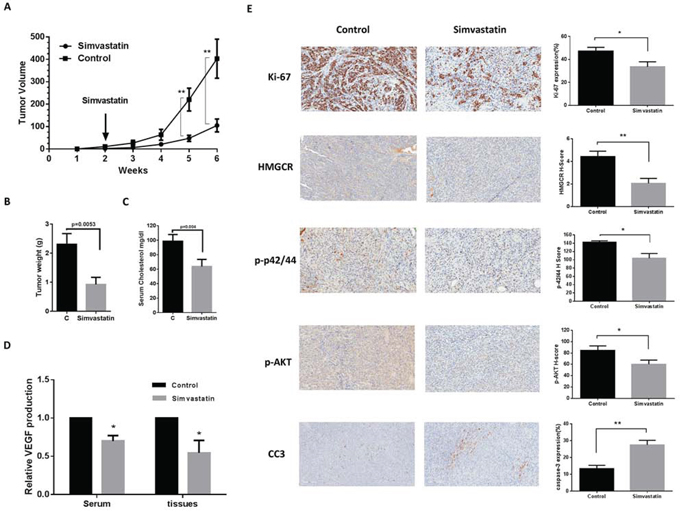 Simvastatin reduced tumor growth of orthotropic xenografts of serous ovarian cancer.