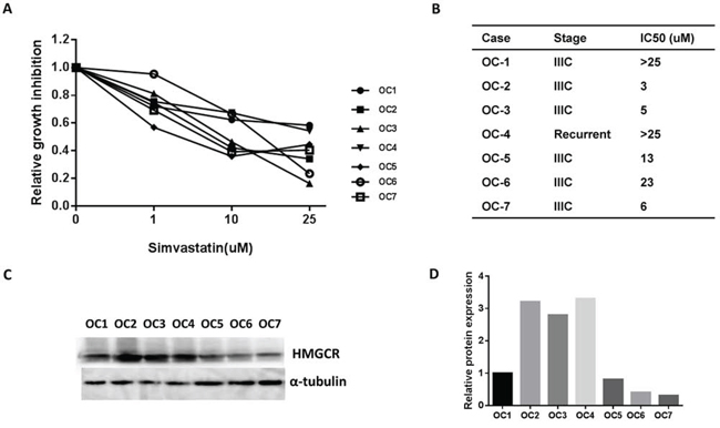 Simvastatin decreased cell proliferation in primary cultures of ovarian cancer cells.