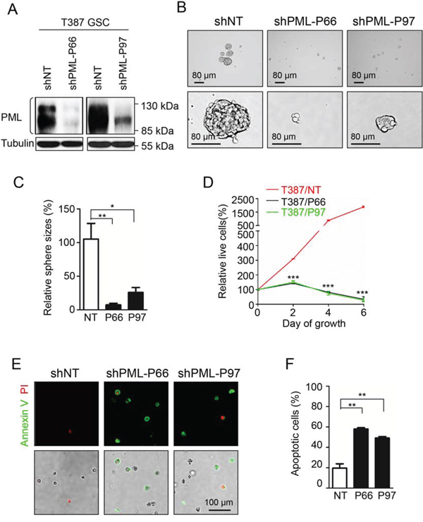 Knock-down of PML in GSCs mimics As2O3 treatment to inhibit GSC growth in vitro.