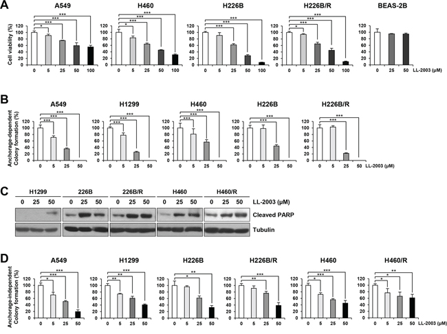 Suppression of cell viability and colony formation and induction of apoptosis by treatment with LL-2003.