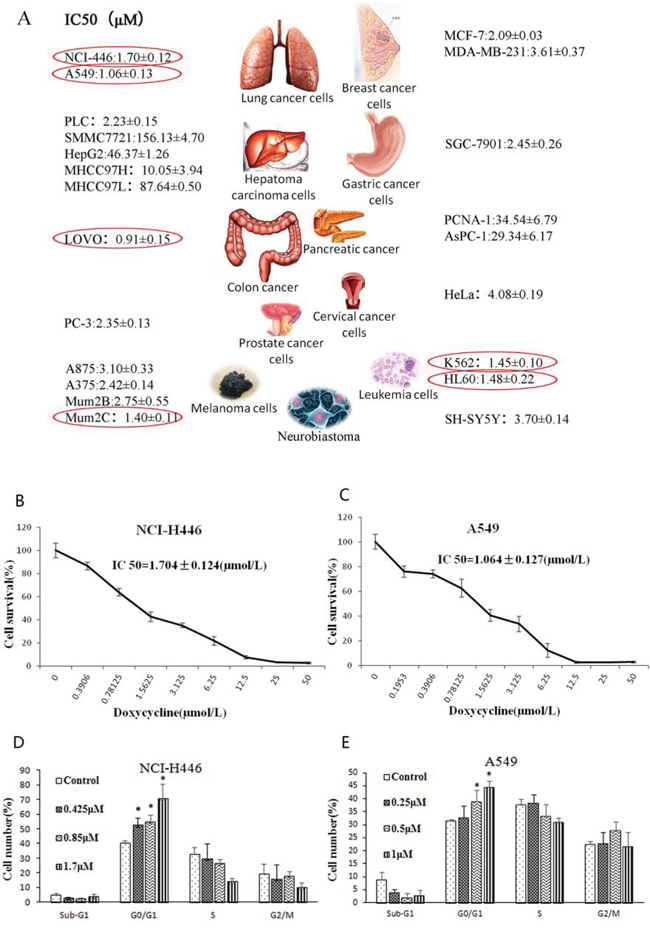 Effect of doxycycline on the cell viability and cell cycle.