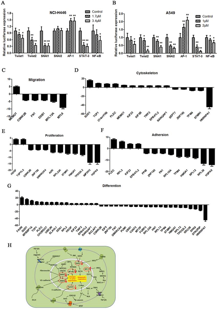 Dual luciferase assay results.