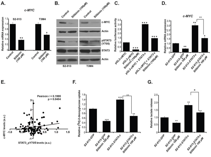 Silibinin reduces expression of c-MYC by inhibiting STAT3 activation.