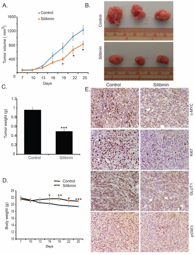 Silibinin inhibits pancreatic tumor growth in orthotopic implantation model.