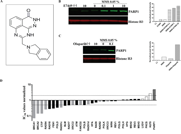 E7449 traps PARP onto DNA and affects DNA repair pathways beyond HR.