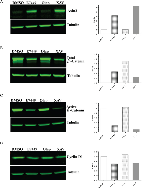 E7449 inhibits Wnt signaling in vitro: effects of E7449 treatment on Wnt proteins in SW480 cells by western blot analysis.