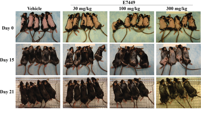 E7449 dose-responsively inhibits re-growth of hair, a Wnt-mediated pathway, in mice.