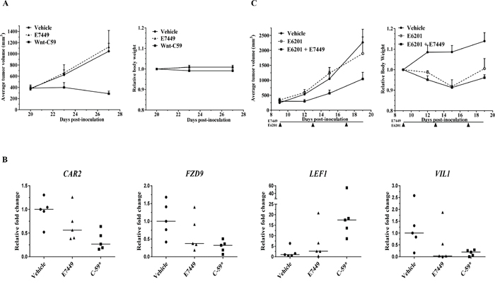 Antitumor effect of E7449 in combination with MEK inhibitor in Wnt-dependent model.