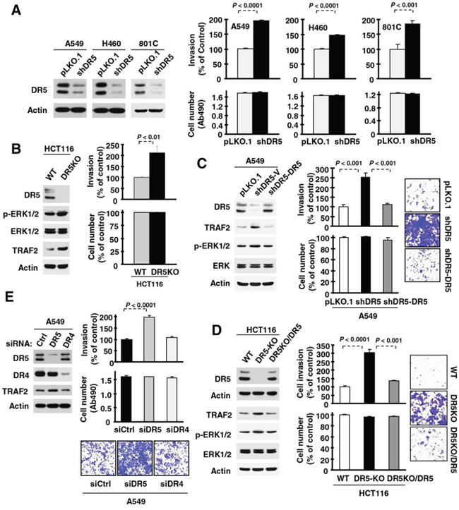 Suppression of DR5, but not DR4, expression increases cancer cell invasion.