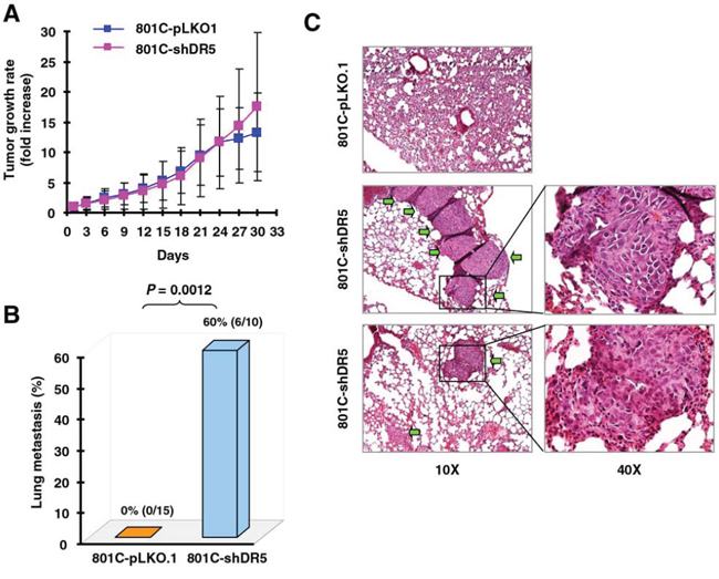 Knockdown of DR5 increases cancer cell metastasis in vivo.