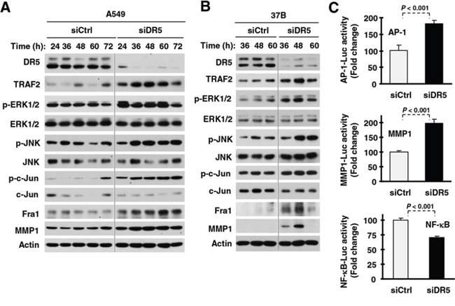 DR5 knockdown activates ERK and JNK/AP-1 signaling, increases TRAF2 levels and enhances MMP expression.