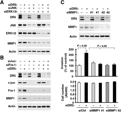 DR5 knockdown leads to ERK-, JNK-, c-Jun- and Fra-1-dependent MMP1 elevation (A and B) and enhanced cell invasion (C).