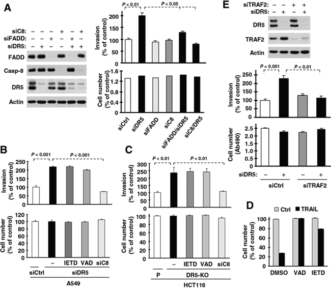 DR5 suppression-induced promotion of cell invasion requires FADD, caspase-8 (A) and TRAF2 (E), but not caspase-8 activity (B&#x2013;D).