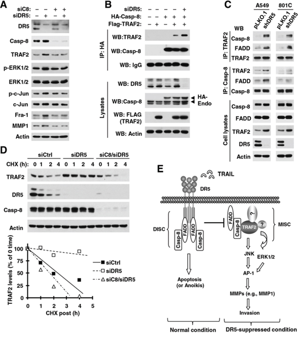 DR5 knockdown induces caspase-8-dependent elevation of TRAF2 and MMP1 (A), activation of ERK and JNK/AP-1 signaling (A) and stabilization of TRAF2 (D), and promotes caspase-8 interaction with TRAF2 (B and C); these events constitute a basic working model for how DR5 suppression leads to enhanced cancer cell invasion and metastasis (E).