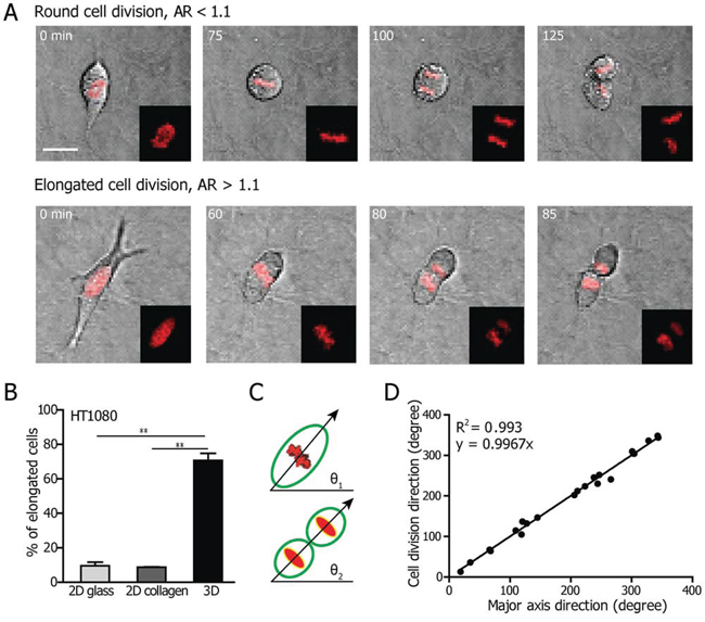 Cell shape determines the division axis of cells in 3D collagen matrices.