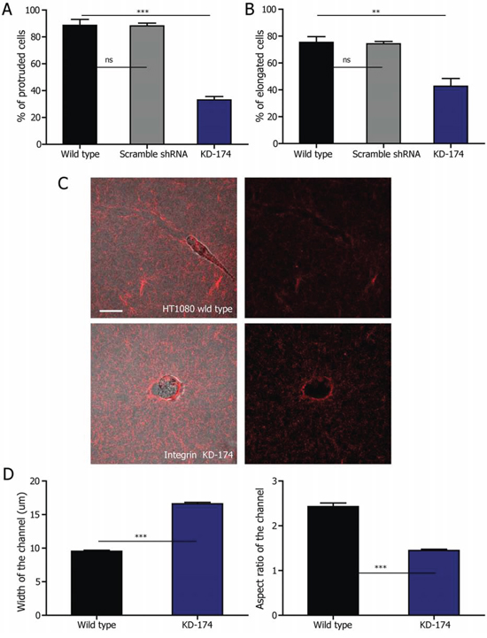 Elongated cell division depends on &#x03B2;1 integrin.