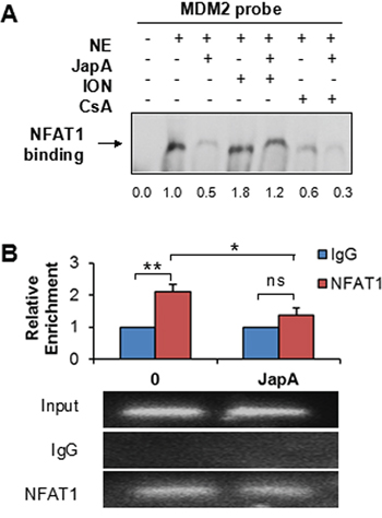Effects of JapA on the binding of NFAT1 to the MDM2 P2 promoter.