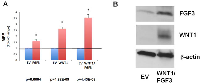 Recombinant over-expression of WNT1 and/or FGF3 in MCF7 cells significantly augments mammosphere formation.
