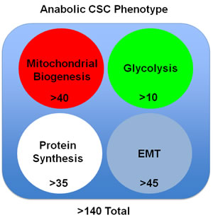 The anabolic CSC phenotype: Proteomics analysis.