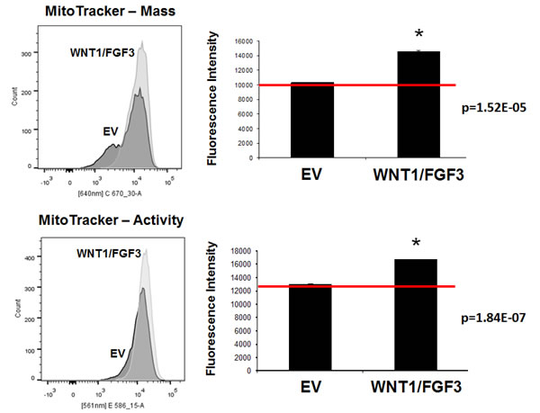 WNT1/FGF3 over-expressing MCF7 cells have increased mitochondrial mass and activity.
