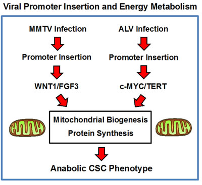 Convergent role of energy metabolism in the pathogenesis of viral oncogenesis, driven by promoter insertion: A new metabolic hypothesis.