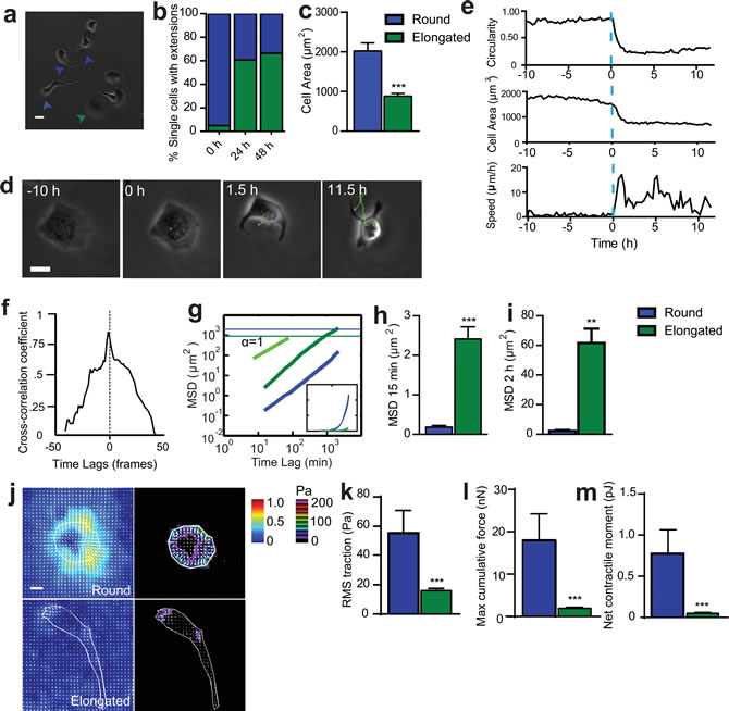 SASP-induced change in cell morphology is accompanied by onset of migration.