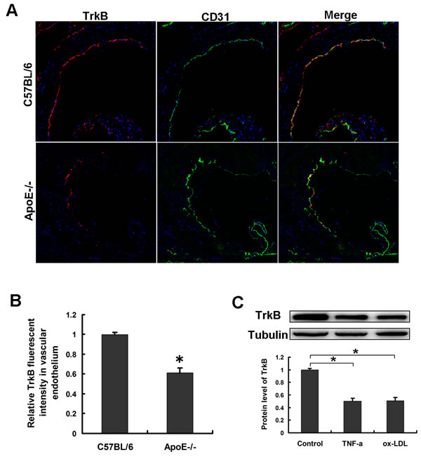 The expression of TrkB in endothelial cells was downregulated under atherosclerotic states.