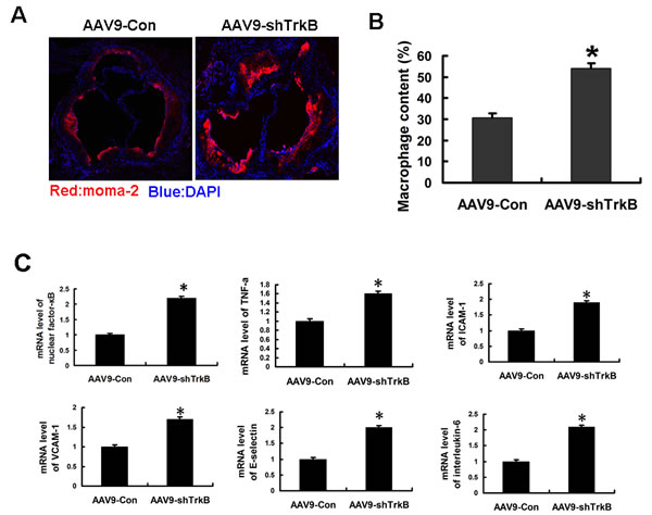 Increased macrophage infiltration and mRNA induction of proinflammatory markers in the atherosclerotic lesions of ApoE-/- mice by TrkB knockdown.