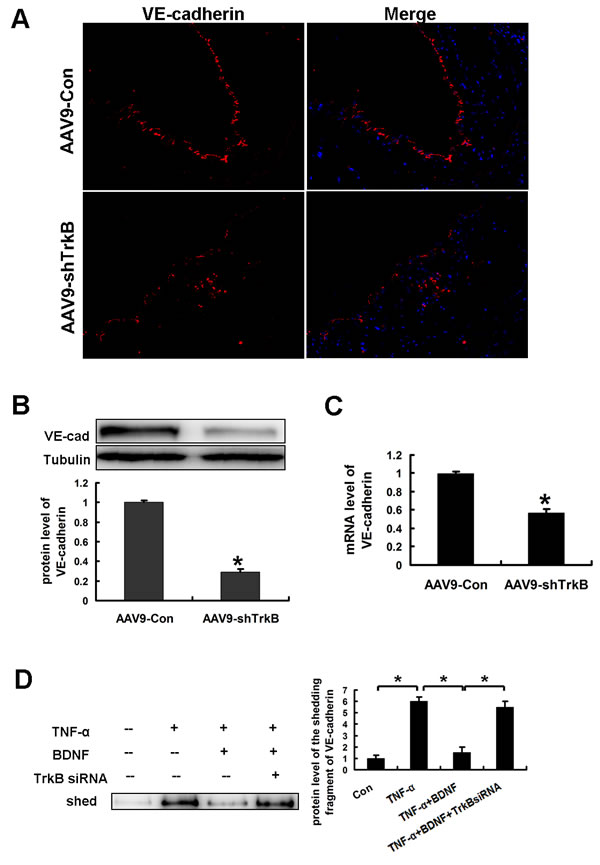 BDNF prevented TNF-&#x3b1; induced-shedding of VE-cadherin in HAECs.
