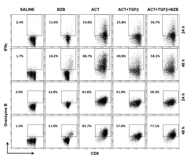 Bortezomib counteracts T cell immunosuppression by TGF&#x3b2;.
