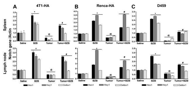 Bortezomib modulates Notch target genes in spleens and lymph nodes of tumor-bearing mice.