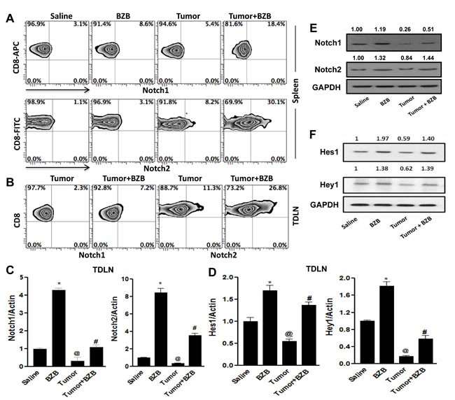 Bortezomib enhances Notch 1/2 signaling in CD8