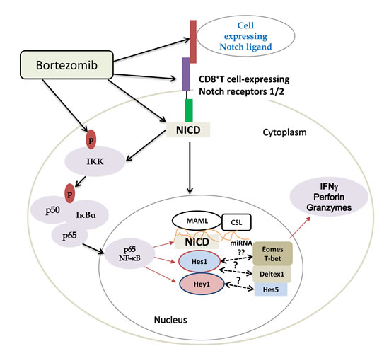 Scheme depicting bortezomib&#x2019;s influence on Notch-NF&#x3ba;B crosstalk affecting expression of T cell effector molecules.