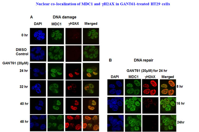 Localization and co-localization of &#947;H2AX and MDC1 nuclear foci during DNA damage or during DNA repair following GLI1/GLI2 inhibition.
